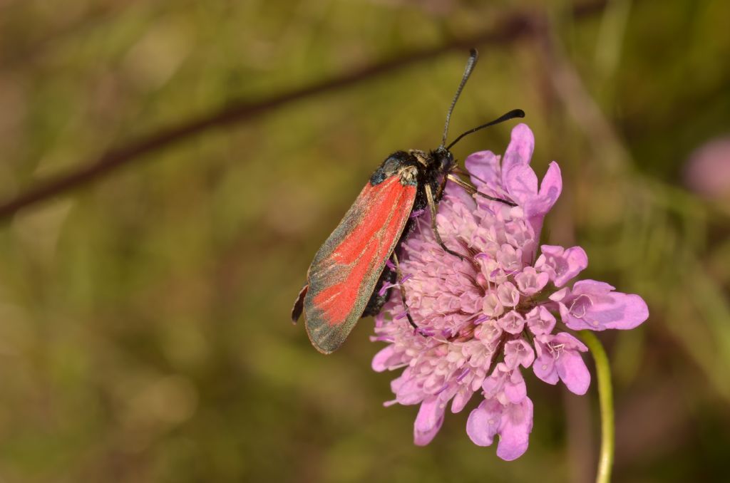 Zygaena (Mesembrynus) erythrus